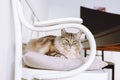 portrait gray fluffy cat sitting on pillow at home Royalty Free Stock Photo