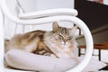 portrait gray fluffy cat sitting on pillow at home Royalty Free Stock Photo