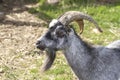 Portrait of a gray goat