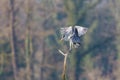 Portrait of gray heron bird ardea cinerea landing on branch tr