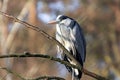 Portrait of a gray heron on a branch