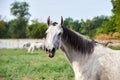 Portrait of a gray horse with a black mane in a herd on a pasture Royalty Free Stock Photo