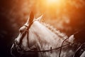 Portrait of a gray horse with a bridle on its muzzle and a braided mane illuminated by the rays of the setting sun. Equestrian Royalty Free Stock Photo