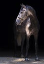 Portrait of a gray horse. Close-up. A thoroughbred horse of the Oryol Trotter breed. Black background. Harness racing