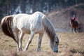 Portrait of gray horse grazing on green grassland