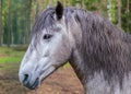 Portrait of a gray horse with an intelligent look with sharp ears and a long bang Royalty Free Stock Photo