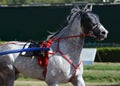 Portrait of a gray horse trotter breed in motion on hippodrome. Royalty Free Stock Photo