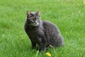 Portrait of a gray house cat sitting on green lawn Royalty Free Stock Photo