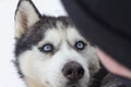 Portrait of a gray husky dog with blue eyes, looking into the eyes of a man Royalty Free Stock Photo