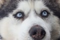 Portrait of a gray husky dog with blue eyes, looking into the eyes of a man Royalty Free Stock Photo