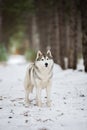 Portrait of a gray husky standing in a snowy forest
