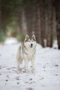 Portrait of a gray husky standing in a snowy forest