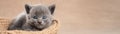 Portrait of a gray kitten in a basket look at the camera with copy space banner Royalty Free Stock Photo