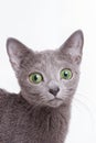 Portrait of a gray kitten with green eyes isolated on white Royalty Free Stock Photo