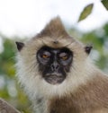 Portrait of Gray langur Royalty Free Stock Photo