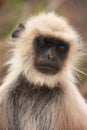 Portrait of Gray langur (Semnopithecus dussumieri), Ranthambore Royalty Free Stock Photo