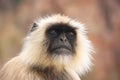 Portrait of Gray langur (Semnopithecus dussumieri), Ranthambore Royalty Free Stock Photo