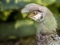 Portrait of a Gray peacock pheasant, Polyplectron bicalcaratum, with a beautiful tuft on its head