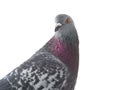 Portrait gray pigeon