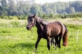 Portrait of gray pony in the pasture Royalty Free Stock Photo