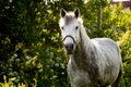 Portrait of gray pony in summer