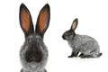 portrait of a gray rabbit isolated Royalty Free Stock Photo