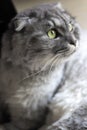 Portrait of a gray russian cat