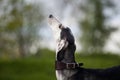 Portrait of a gray saluki breed dog looking up Royalty Free Stock Photo