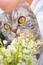 Portrait of a gray scottish fold cat with yellow eyes. In front of the cat are lilies of the valley.