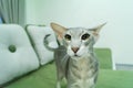 Portrait Of Gray Short-Haired Cat With Green Eyese Lie In Her Soft Couch In Cozy Warm Room Indoor Close Up Royalty Free Stock Photo
