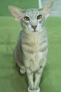 Portrait Of Gray Short-Haired Cat With Green Eyese Lie In Her Soft Couch In Cozy Warm Room Indoor Close Up. Cat Rest Royalty Free Stock Photo