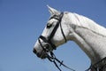 Portrait of a gray sports horse on blue sky background Royalty Free Stock Photo