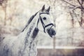 Portrait of a gray sports horse Royalty Free Stock Photo