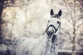 Portrait of a gray sports horse Royalty Free Stock Photo