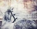 Portrait of a gray sports horse Royalty Free Stock Photo