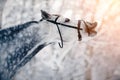 Portrait of a gray sports horse in the winter Royalty Free Stock Photo