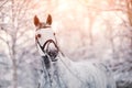 Portrait of a gray sports horse in the winter Royalty Free Stock Photo