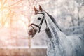 Portrait of a gray sports horse in the winter Royalty Free Stock Photo