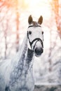 Portrait of a gray sports horse in the winter Royalty Free Stock Photo