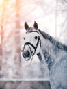 Portrait of a gray sports horse in the winter Royalty Free Stock Photo