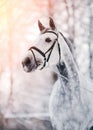 Portrait of a gray sports horse in the winter Royalty Free Stock Photo