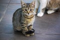 Portrait of a Gray Stray Cat with Brown Eyes looking Straight Ahead. Small Tabby Kitten on the Road Close-up Royalty Free Stock Photo