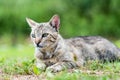 Portrait of gray striped domestic male cat lie down Royalty Free Stock Photo