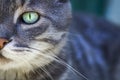 Portrait of a gray tabby cat with green eyes and pink nose. Focus on the beautiful green cat`s eye. Only half the face of the cat Royalty Free Stock Photo