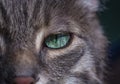 Portrait of a gray tabby cat with green eyes and pink nose. Focus on the beautiful green cat`s eye. Only half the face of the cat Royalty Free Stock Photo