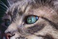 Portrait of a gray tabby cat with green eyes and pink nose. Focus on the beautiful green cat`s eye. Royalty Free Stock Photo