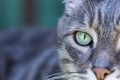 Portrait of a gray tabby cat with green eyes and pink nose. Focus on the beautiful green cat`s eye. Only half the face of the cat Royalty Free Stock Photo