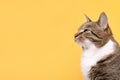 Portrait of gray tabby cat looking away. Royalty Free Stock Photo
