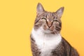 Portrait of gray tabby cat looking away. Royalty Free Stock Photo