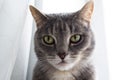 Portrait of a gray tabby cat sitting on the windowsill against the background of natural light from the window and white Royalty Free Stock Photo